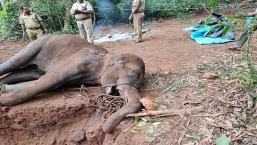 local people from kreala killed pregnant elephant