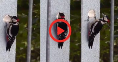 a woodpecker makes a hole in concrete