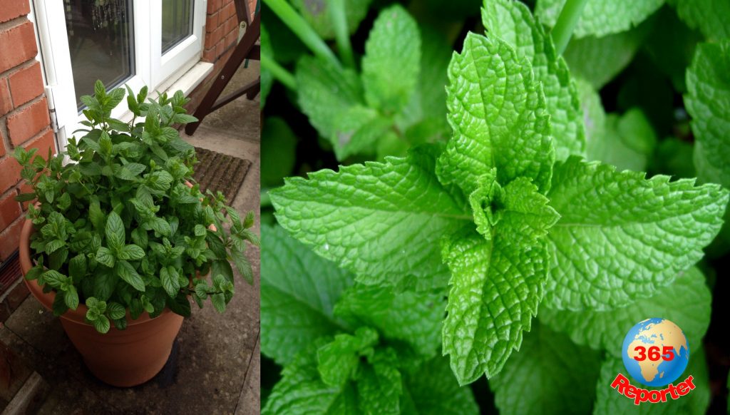How to farm mint leaves in your home in a tub