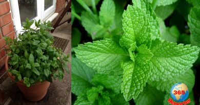 How to farm mint leaves in your home in a tub