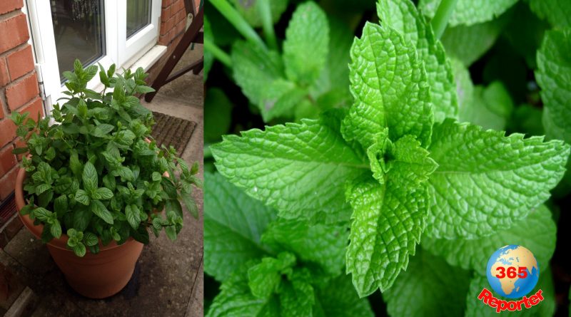 How to farm mint leaves in your home in a tub