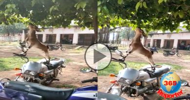 a goat is eating leaves from bike and video goes viral