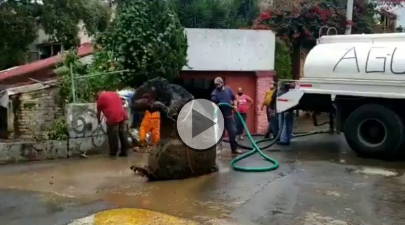 giant rat found from a drain in mexico