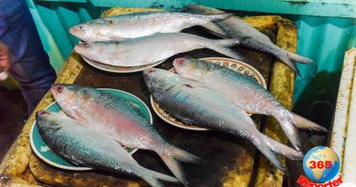 manipuri hilsa fish production from anywhere