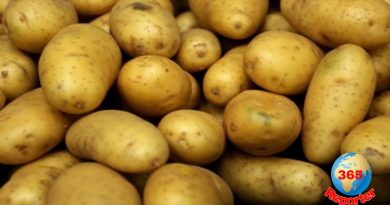 millions of people dead due to potato famine