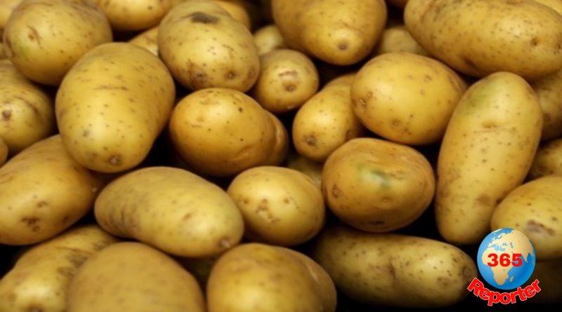 millions of people dead due to potato famine