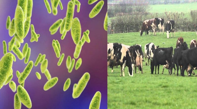 new bacteria Brucellosis is spreading rapidly after corona