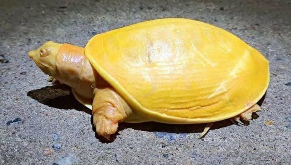 a rare yellow tortoise found in daspur bardhaman