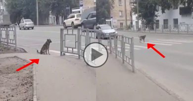 a video of a dog follows traffic rules in India