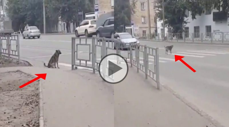 a video of a dog follows traffic rules in India