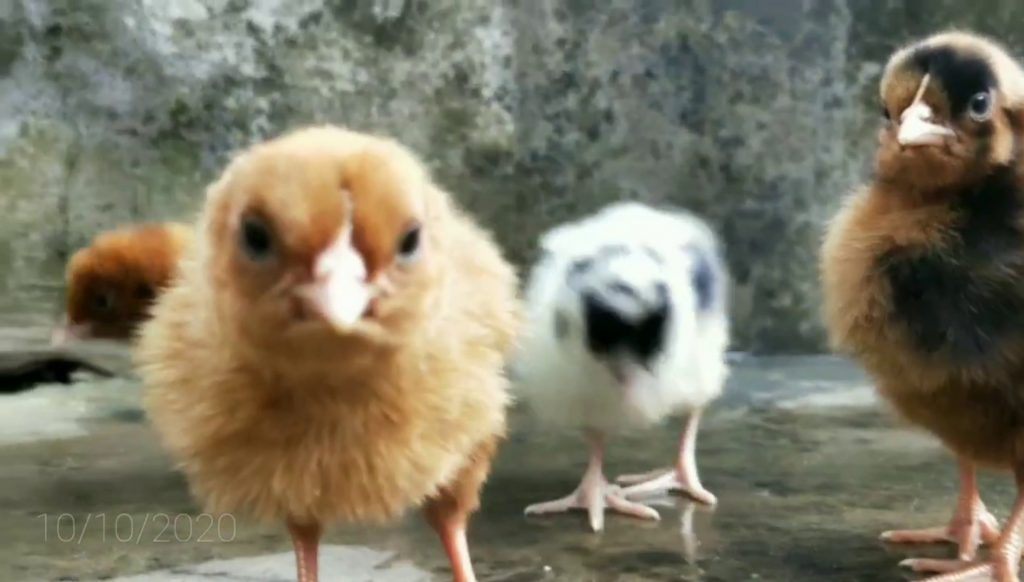 cute naughty acts of chicken