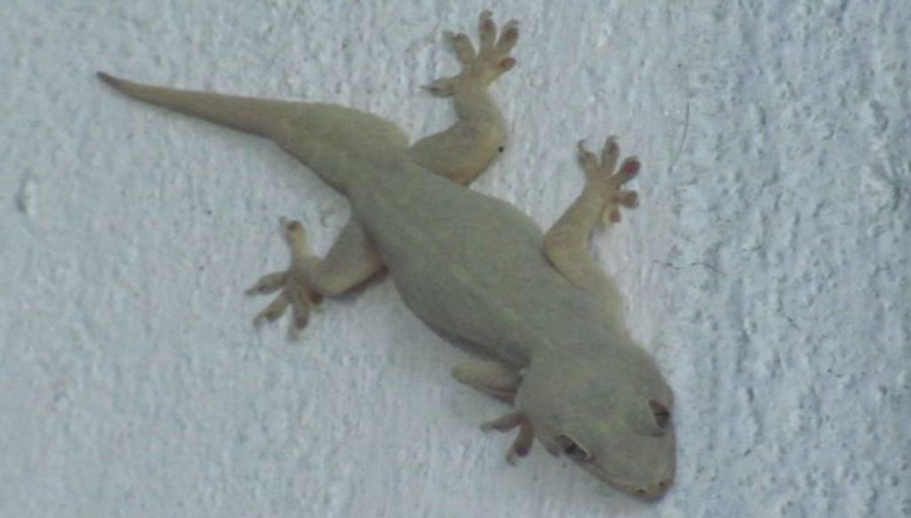 home lizard or indian chipkali