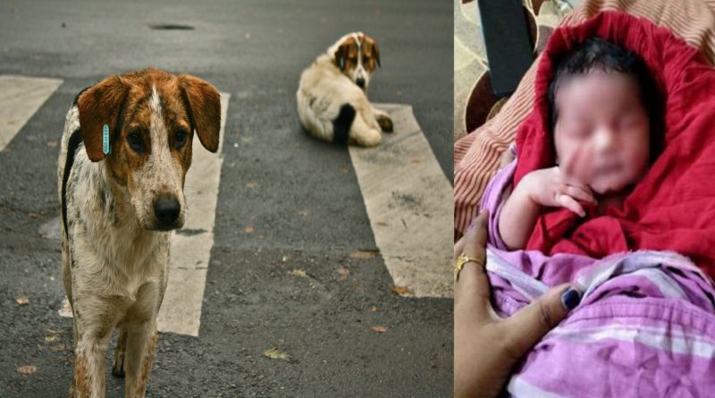 parents refuses to take the newborn baby girl and street dog protects the child