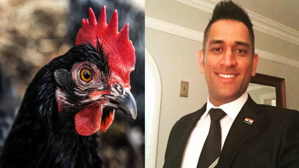 Former Indian captain Dhoni is finally a chicken farmer Let us find out now