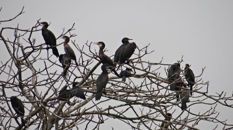 Lakhs of Migratory Parijayi birds arrive in Paschim Medinipur Ghatal
