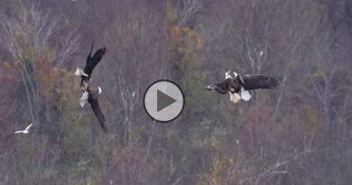 Two Eagles fighting in the air and it goes viral