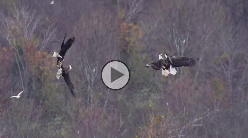 Two Eagles fighting in the air and it goes viral