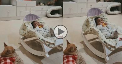 Viral video Raj Chakraborty Subhashree son Yuvaan with domestic dog
